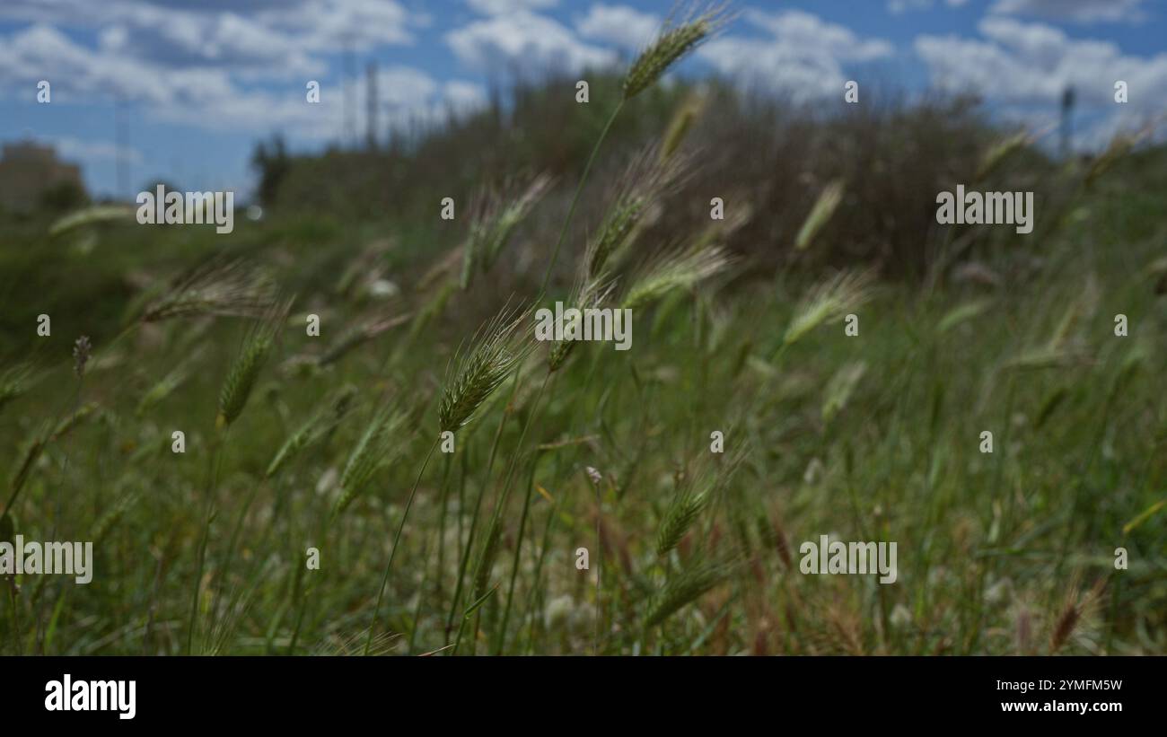 Featuring slender stalks hi-res stock photography and images - Alamy