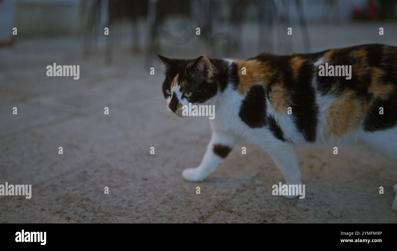 A tricolor cat walks on an outdoor pavement, showcasing its calico fur ...
