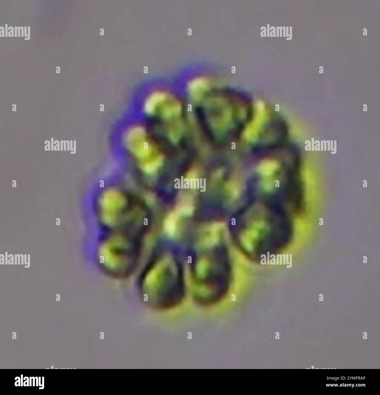 Chroococcales hi-res stock photography and images - Alamy