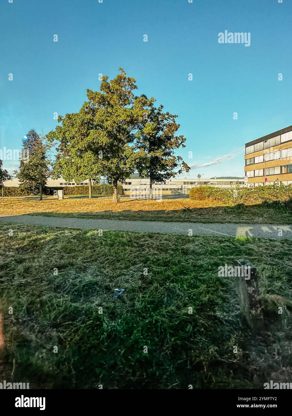 A tree is in the middle of a grassy field. The sky is blue and the sun ...