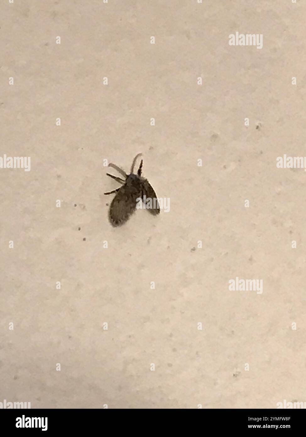 Bathroom Moth Fly (Clogmia albipunctata Stock Photo - Alamy