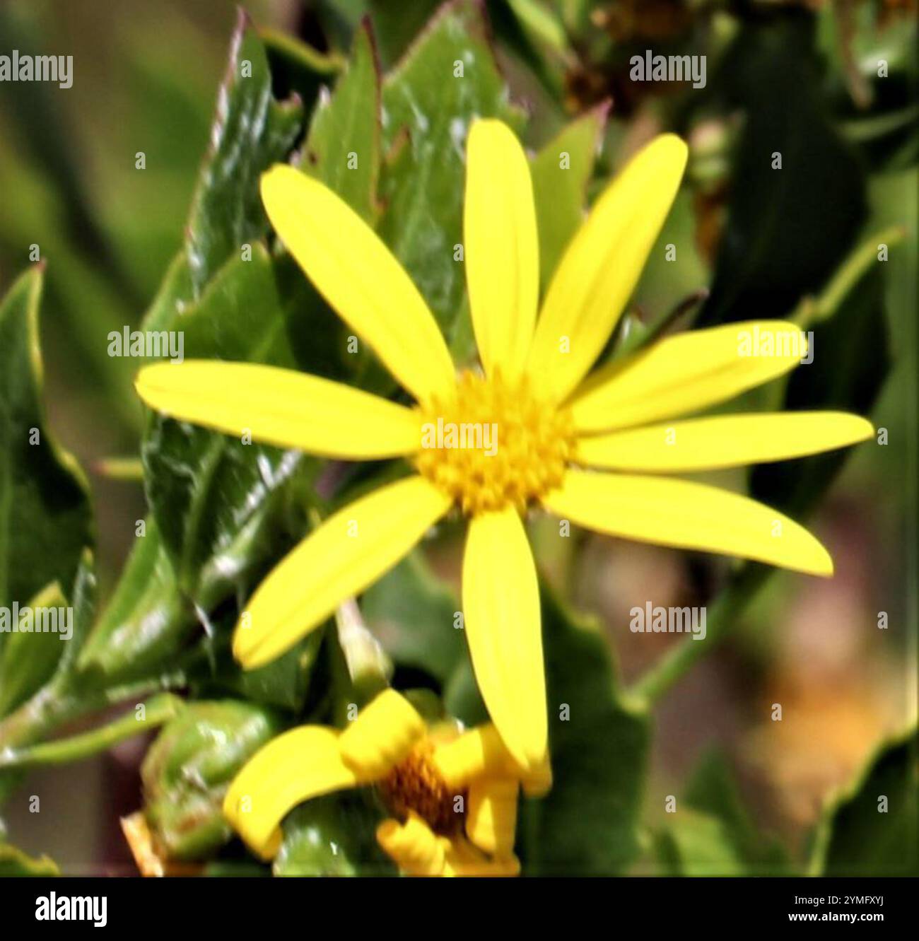 Bitou Flower Bietou (Osteospermum moniliferum moniliferum Stock Photo - Alamy