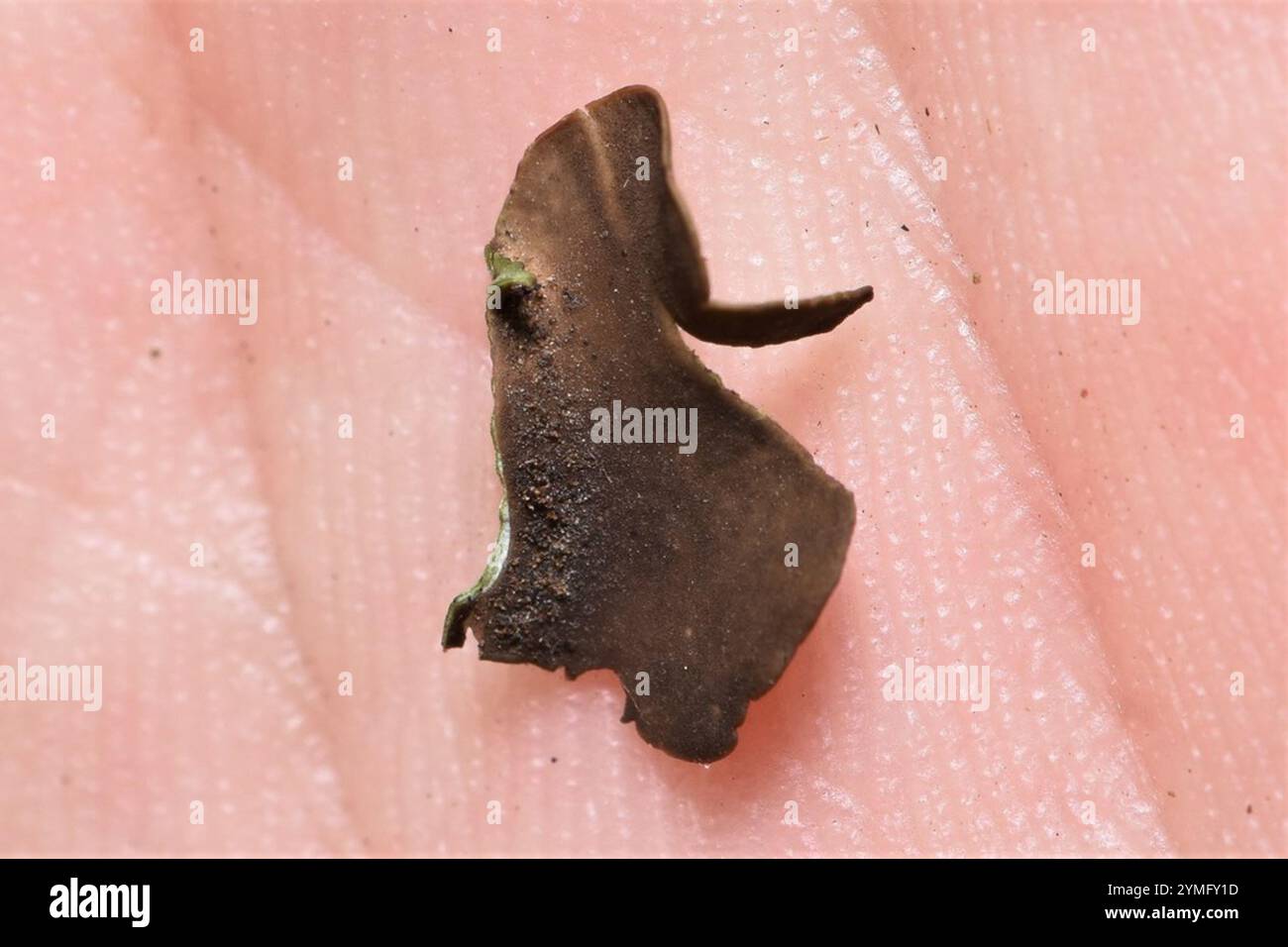 Dermatocarpon hi-res stock photography and images - Alamy