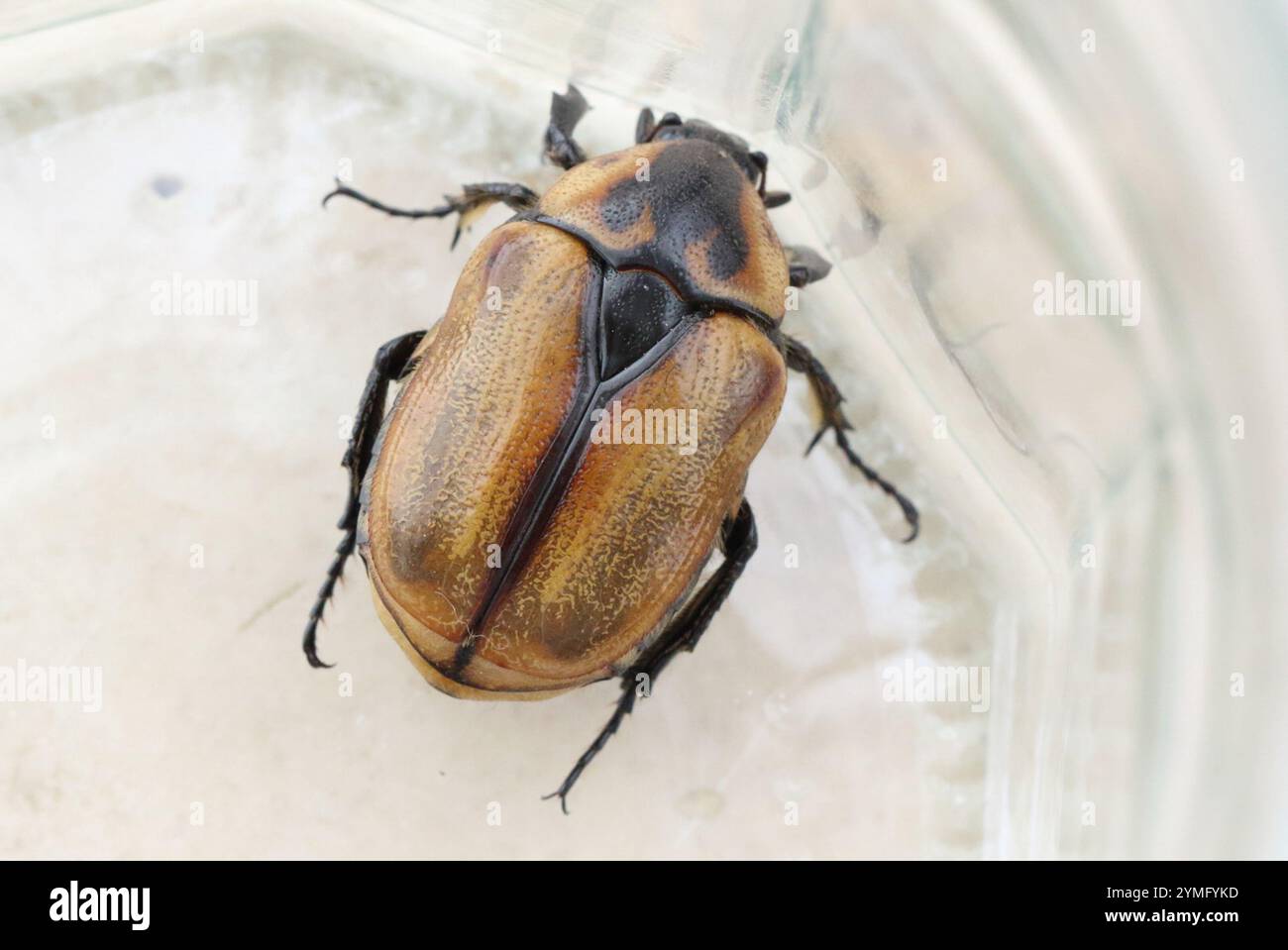 Cowboy Beetle (Chondropyga dorsalis Stock Photo - Alamy
