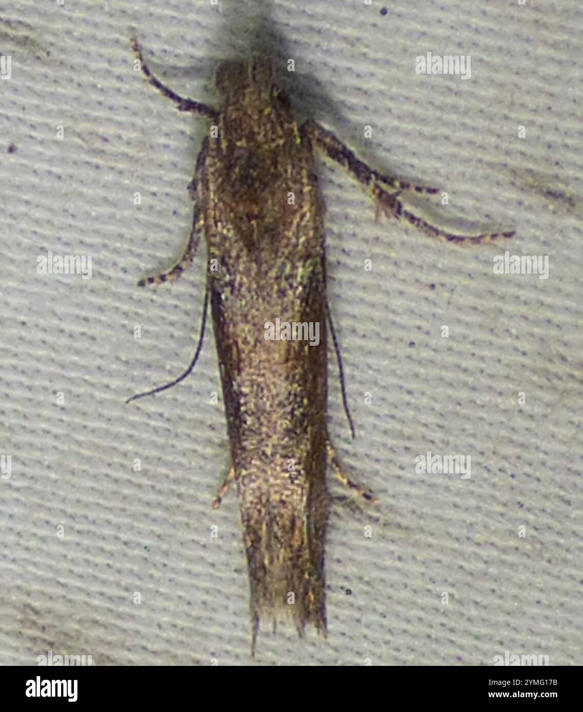 Moth G Goldenrod Elliptical-Gall Moth (Gnorimoschema gallaesolidaginis Stock ...
