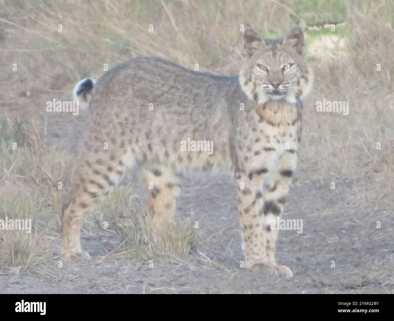 Bobcat (Lynx rufus Stock Photo - Alamy