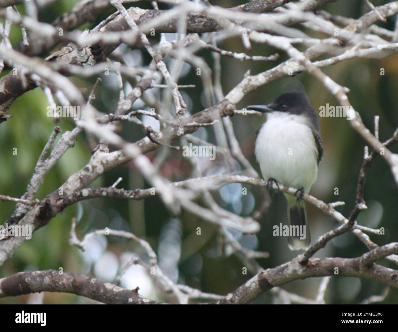 Loggerhead Kingbird (Tyrannus caudifasciatus) Stock Photo