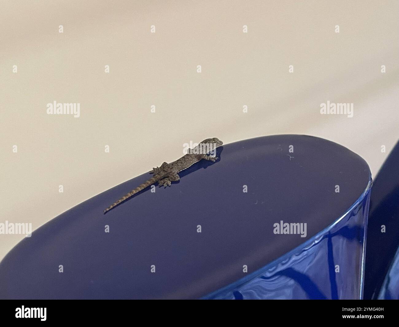 Invasive Gecko Asian House Gecko (Hemidactylus frenatus Stock Photo - Alamy