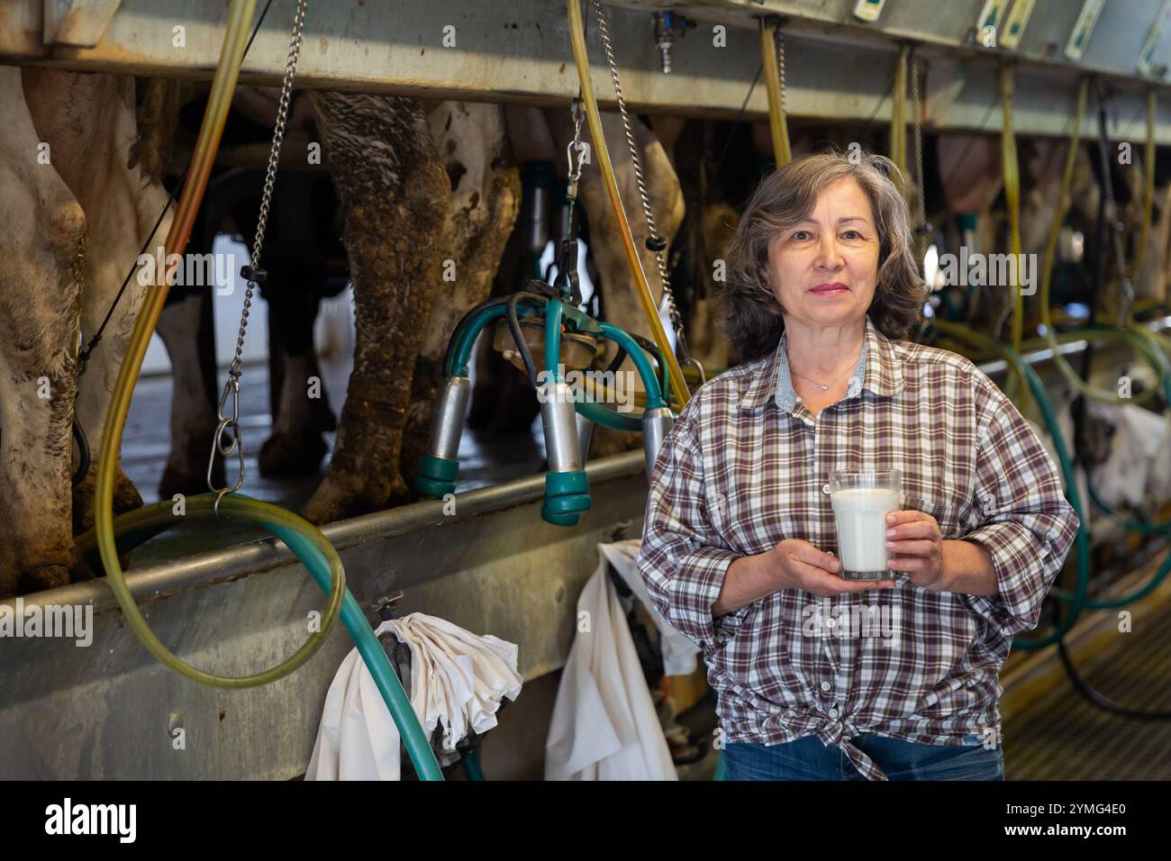 Mature woman is holding glass of milk at cow farm Stock Photo - Alamy