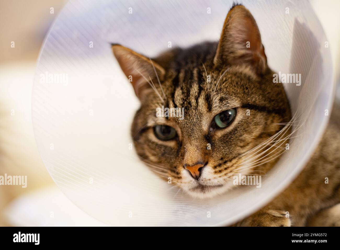 A sad gray cat with green eyes and pink nose in a transparent plastic postoperative cone Stock Photo