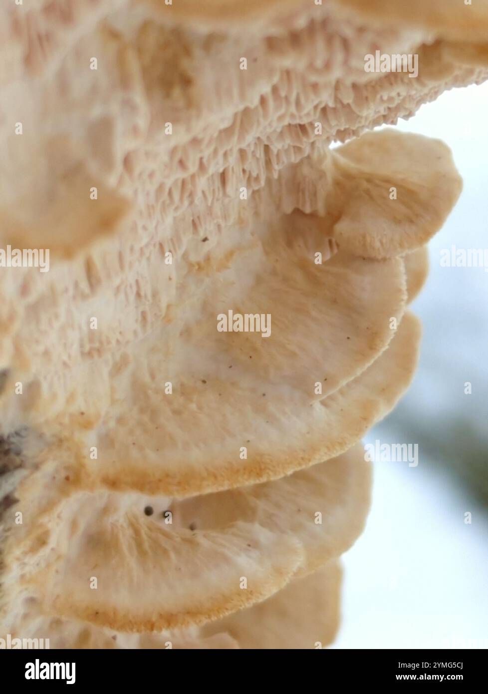 Deer-colored Trametes (Trametopsis cervina Stock Photo - Alamy