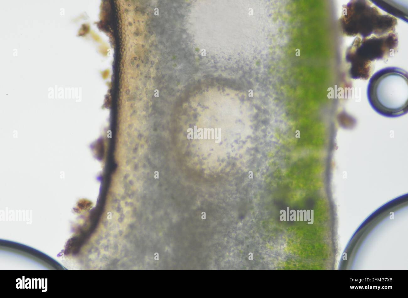 Silverskin Lichens (Dermatocarpon Stock Photo - Alamy