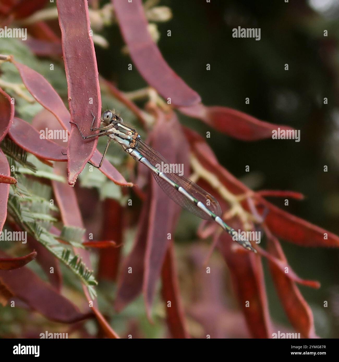 Blue Ringtail (Austrolestes annulosus Stock Photo - Alamy