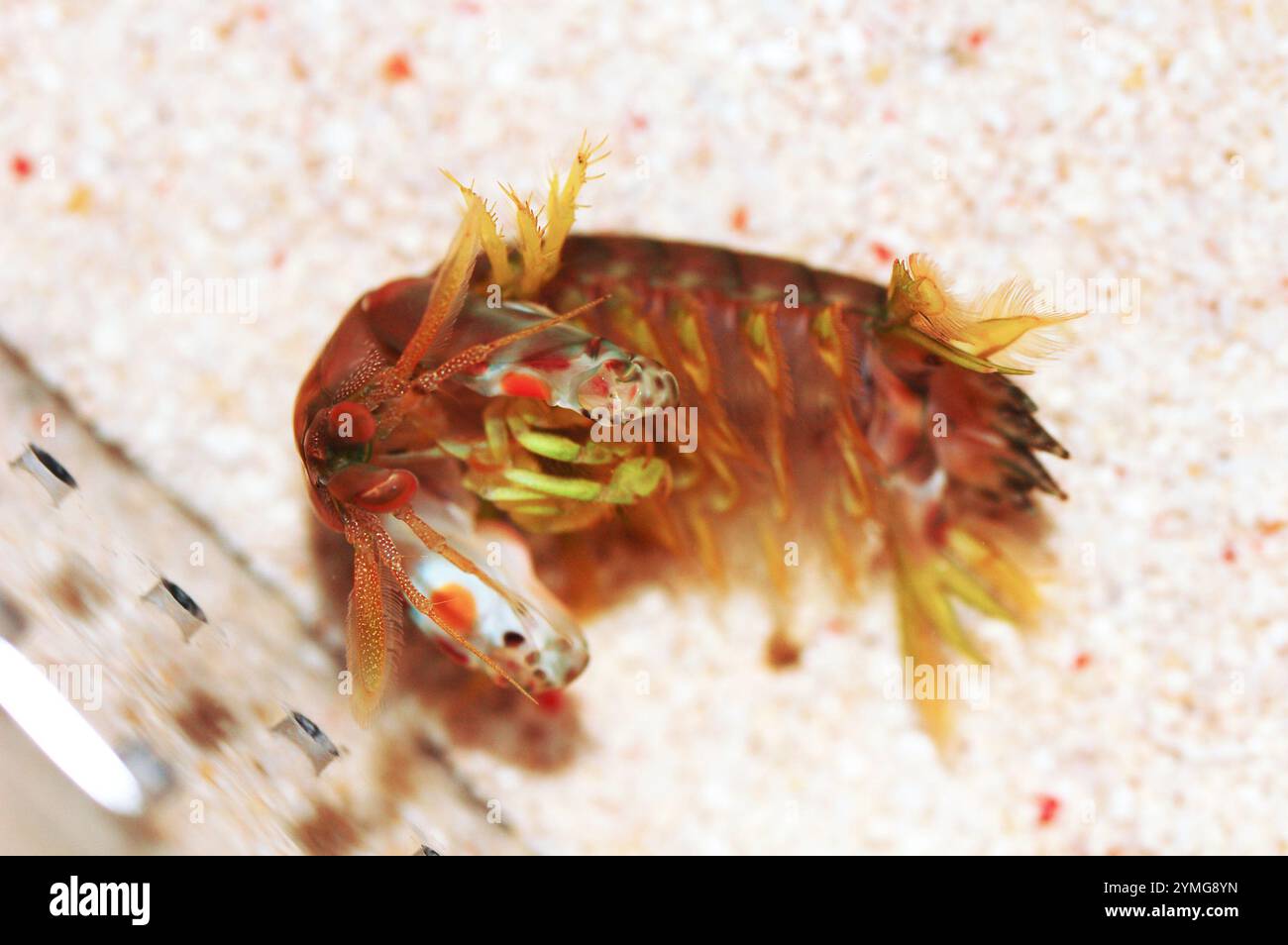 Orange Spot Mantis Shrimp, Gonodactylaceus ternatensis Stock Photo - Alamy