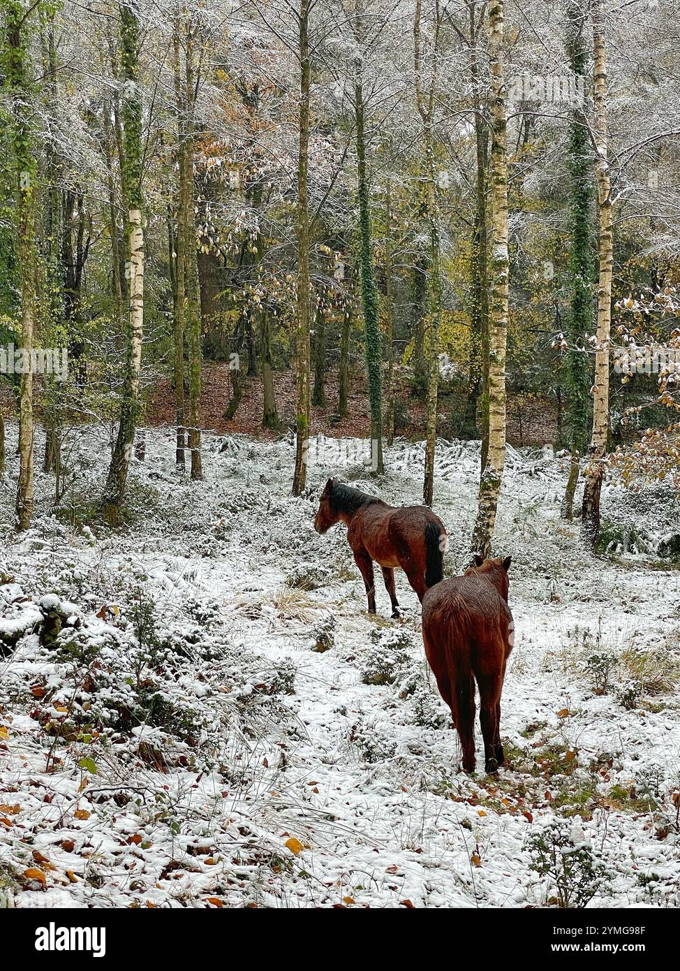 New Forest ponies in a winter forest landscape - Smartphone Captured Stock Image
