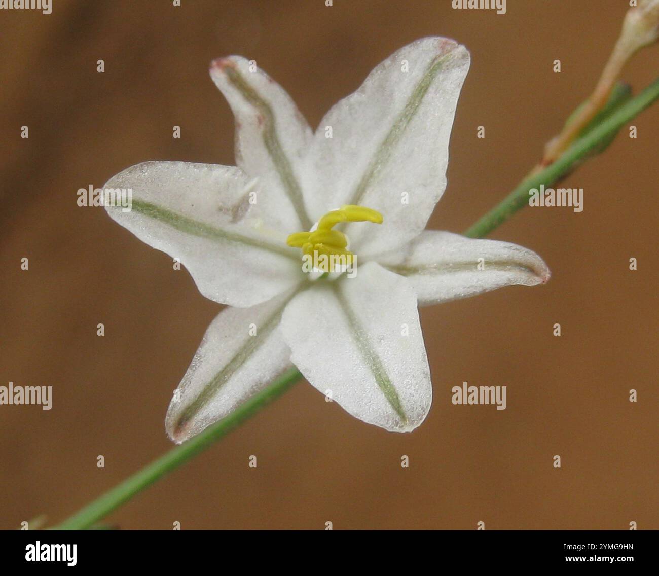 Grass Lilies (Chlorophytum Stock Photo - Alamy