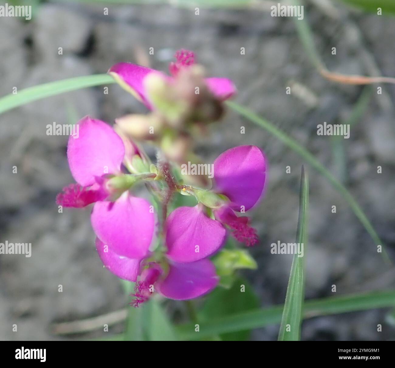 Dwarf Polygala (Polygala amatymbica Stock Photo - Alamy