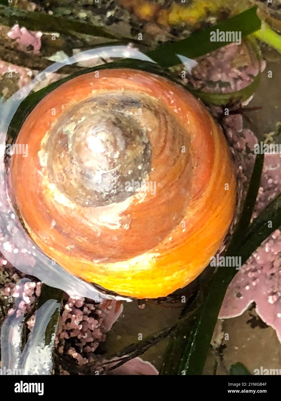 Tegula brunnea hi-res stock photography and images - Alamy