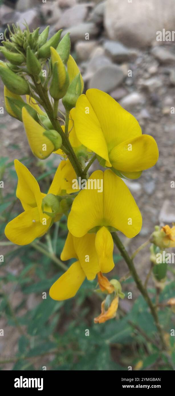 Crotalaria micans hi-res stock photography and images - Alamy