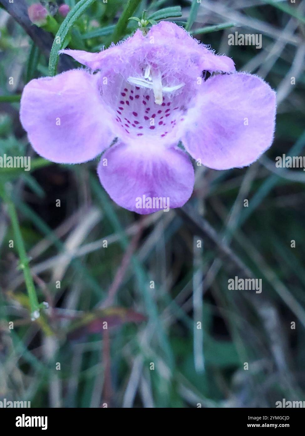 Purple agalinis hi-res stock photography and images - Alamy