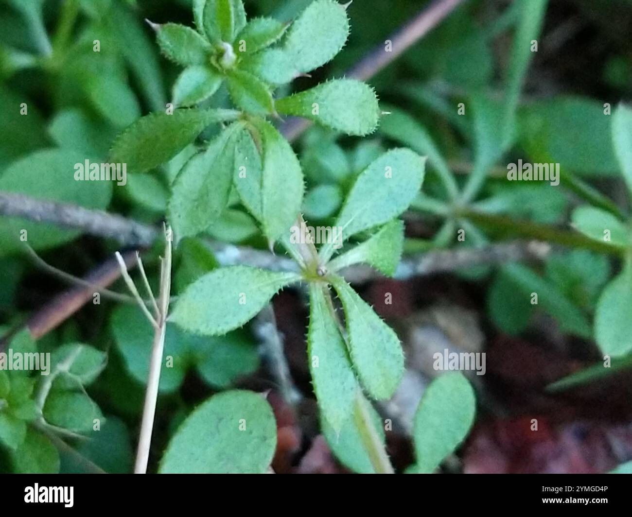 catchweed bedstraw (Galium aparine Stock Photo - Alamy