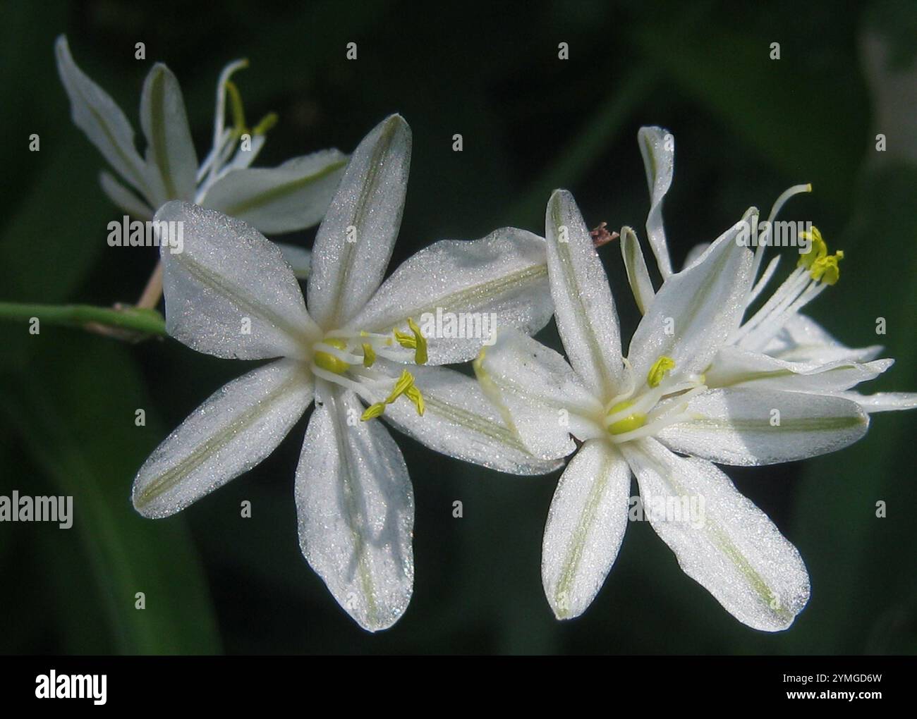 Grass Lilies (Chlorophytum Stock Photo - Alamy