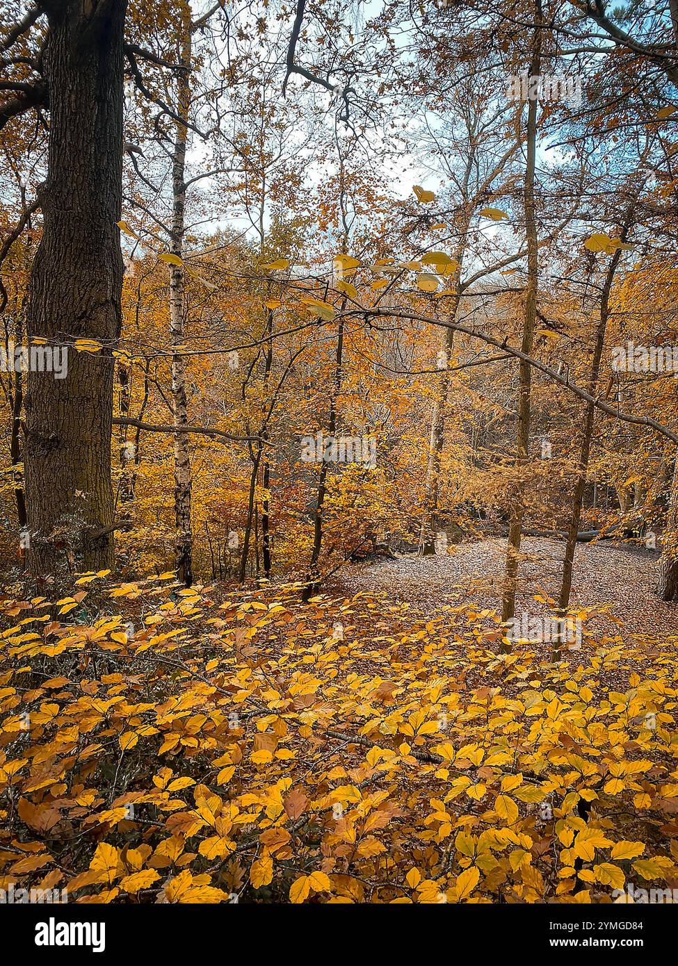 Autumnal scene as the fallen Beech leaves cover the ground and an Oak tree stands among the Beeches and Firs at The Dingle in Appleton, Cheshire, Engl - Smartphone Captured Stock Image