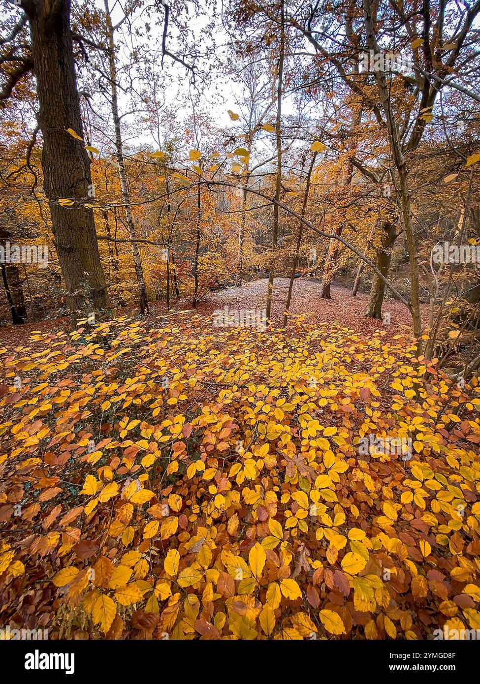 Autumnal scene as the fallen Beech leaves cover the ground and an Oak tree stands among the Beeches and Firs at The Dingle in Appleton, Cheshire, Engl - Smartphone Captured Stock Image