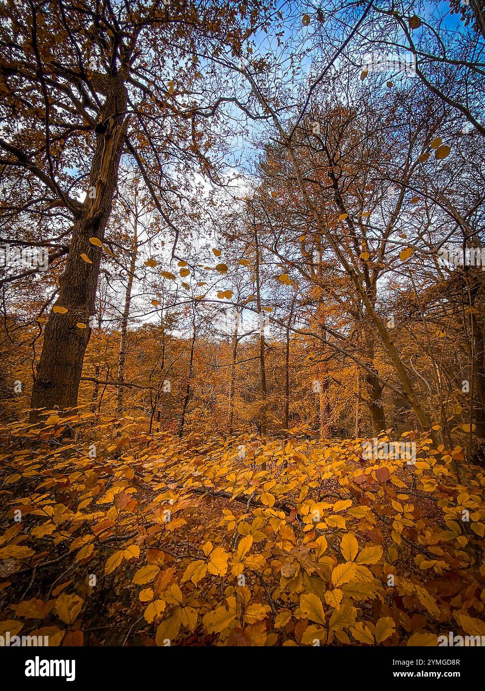 Autumnal scene as the fallen Beech leaves cover the ground and an Oak tree stands among the Beeches and Firs at The Dingle in Appleton, Cheshire, Engl - Smartphone Captured Stock Image