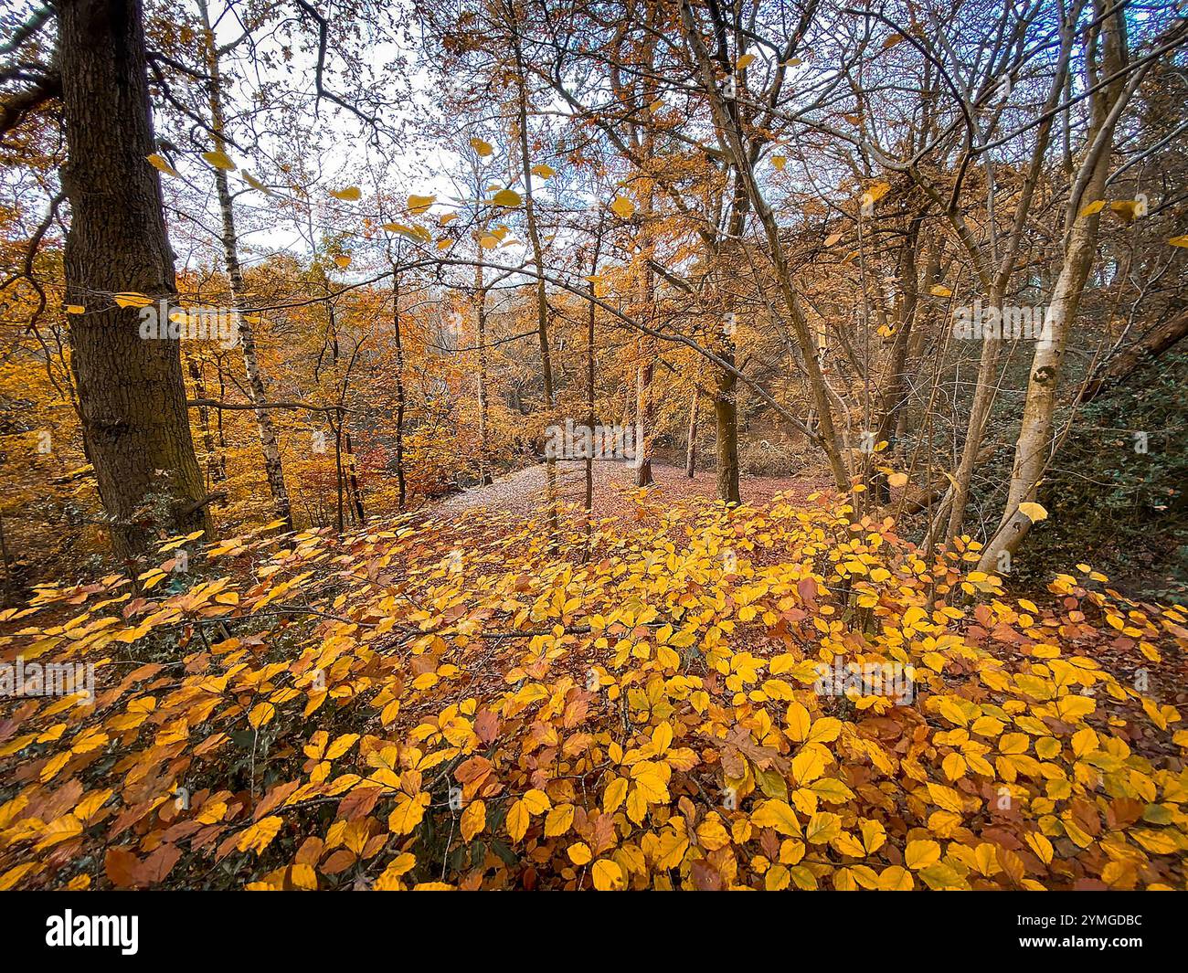Autumnal scene as the fallen Beech leaves cover the ground and an Oak tree stands among the Beeches and Firs at The Dingle in Appleton, Cheshire, Engl - Smartphone Captured Stock Image