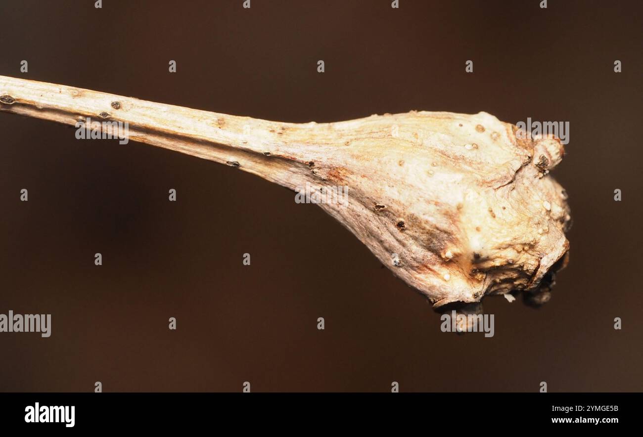 white oak club gall wasp (Callirhytis clavula Stock Photo - Alamy