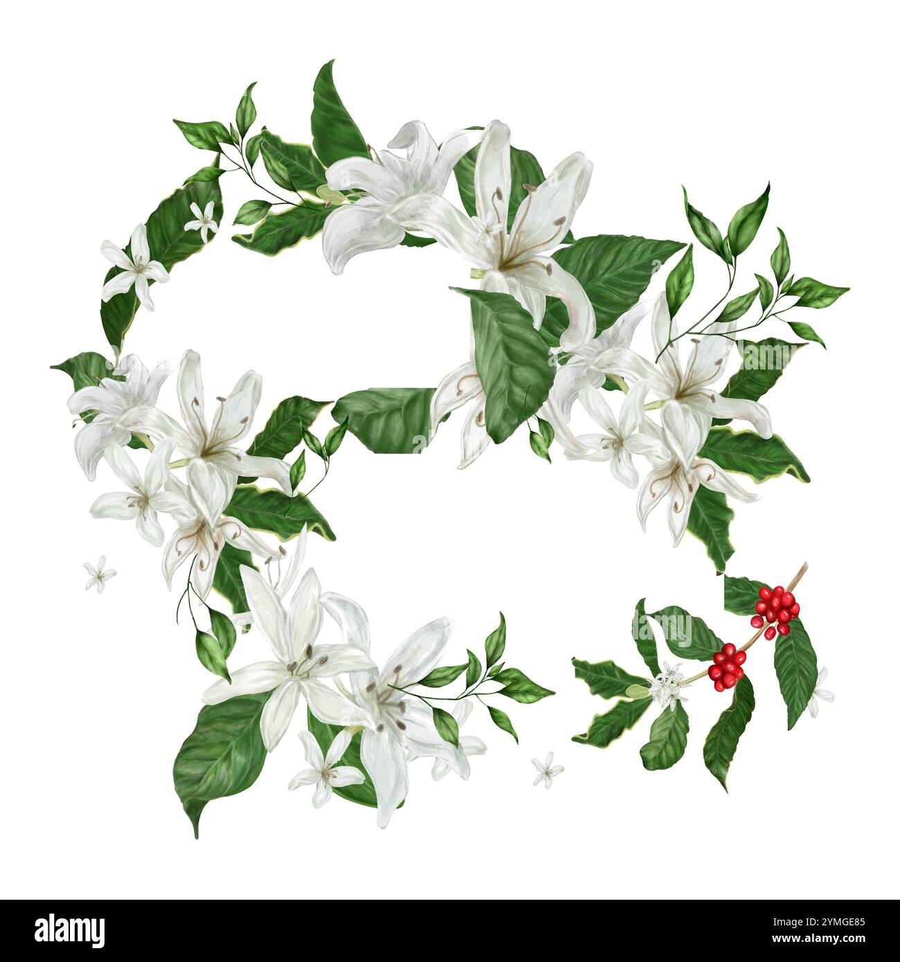 Floral frame of white flowers Watercolor illustration. Coffee tree ...