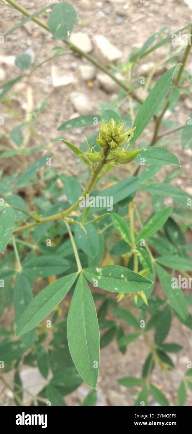 Crotalaria micans hi-res stock photography and images - Alamy