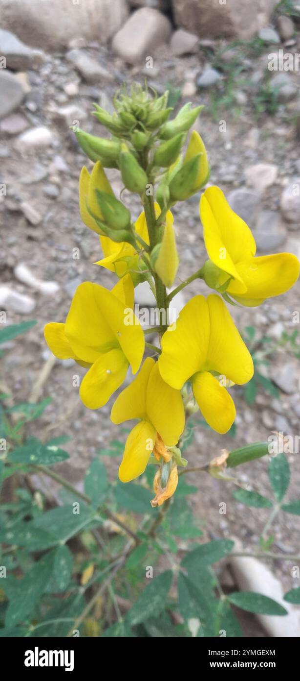 Caracas Rattlebox (Crotalaria micans Stock Photo - Alamy