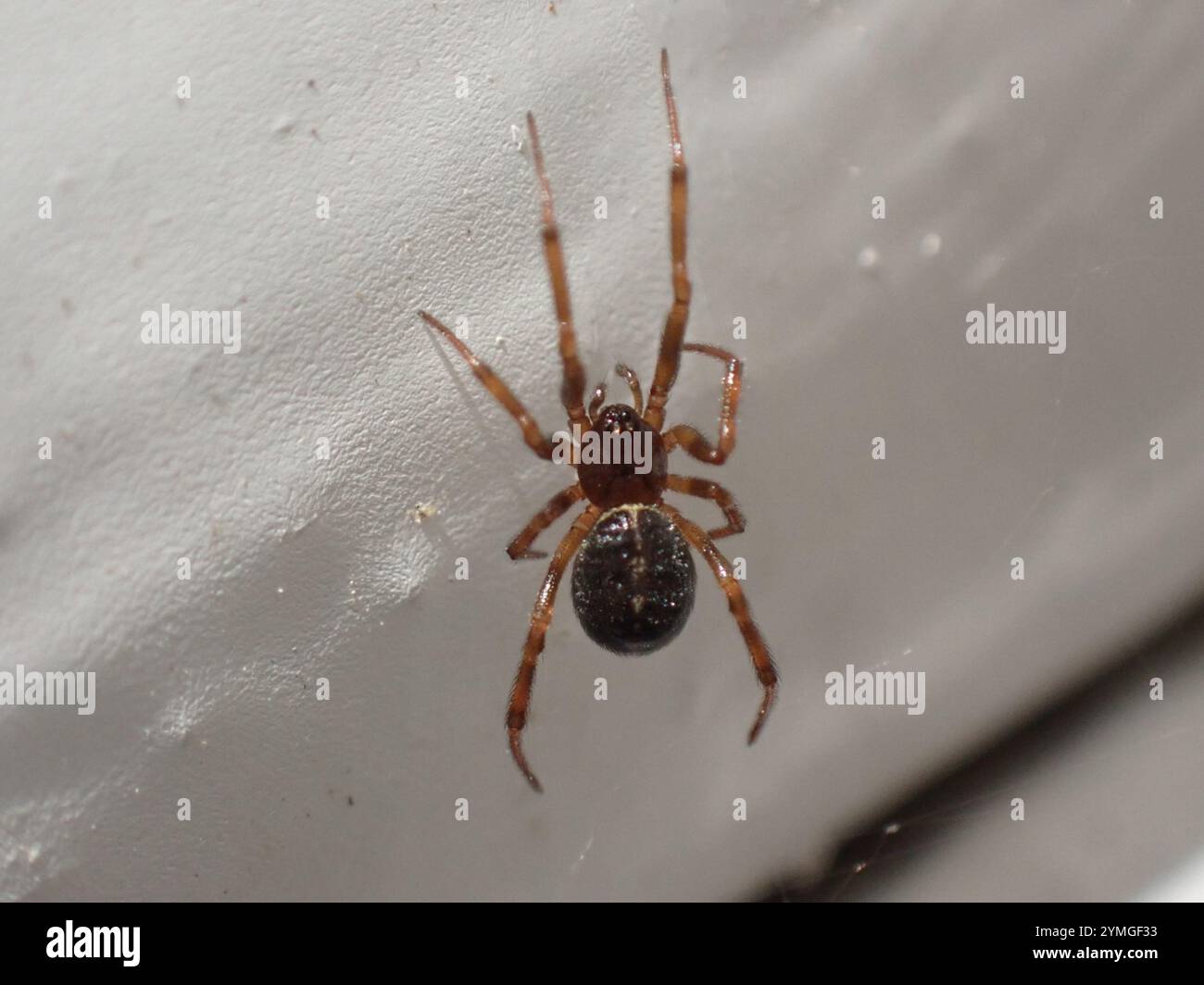 False Widow Spiders (Steatoda Stock Photo - Alamy