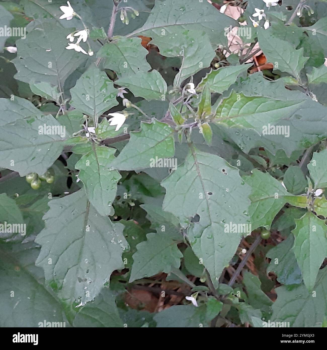 black nightshade (Solanum nigrum Stock Photo - Alamy