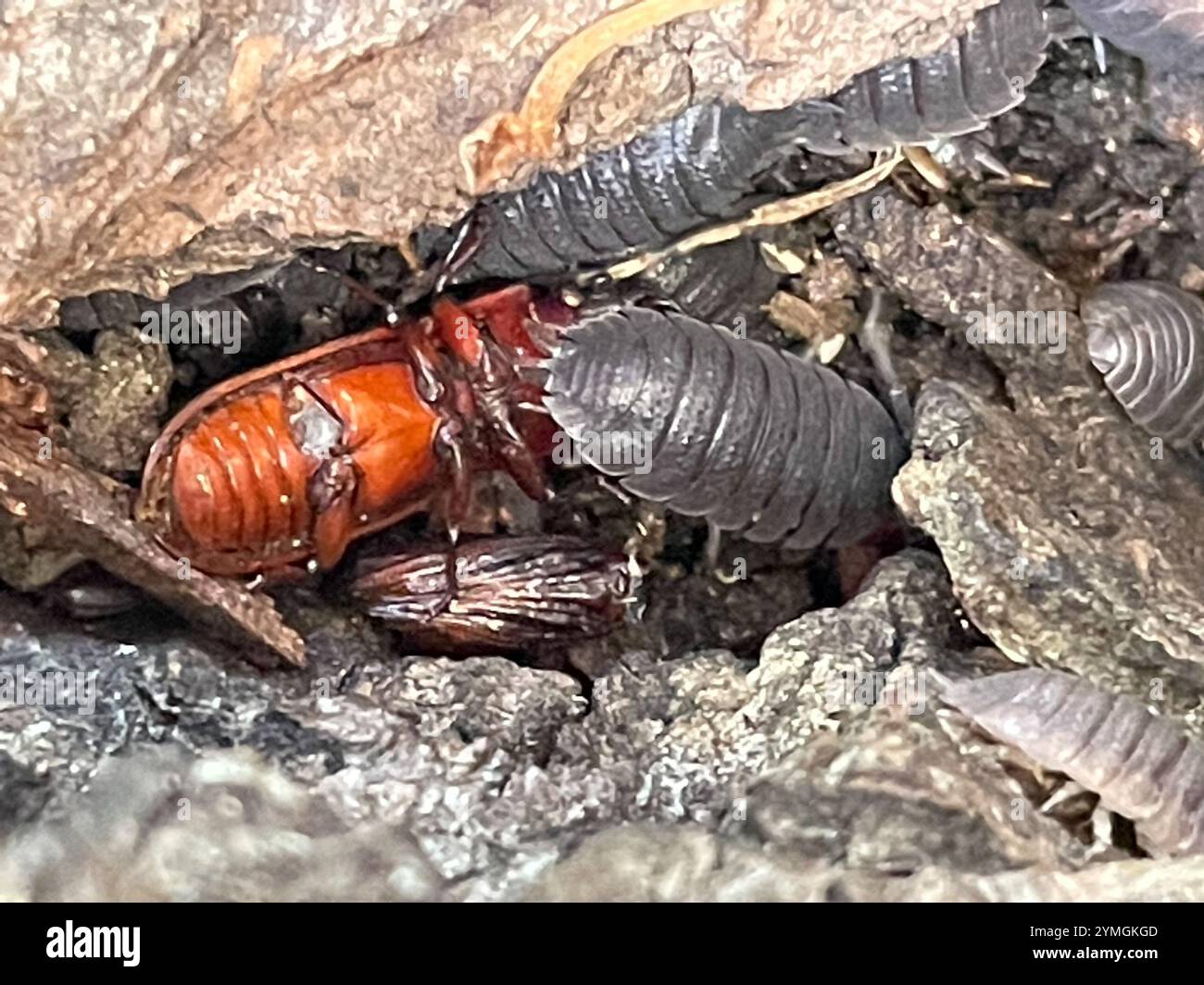 Forficula Shells European Earwig Complex (Forficula auricularia Stock Photo - Alamy