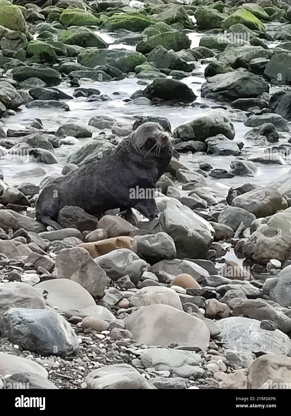Long-nosed Fur Seal (Arctocephalus forsteri Stock Photo - Alamy