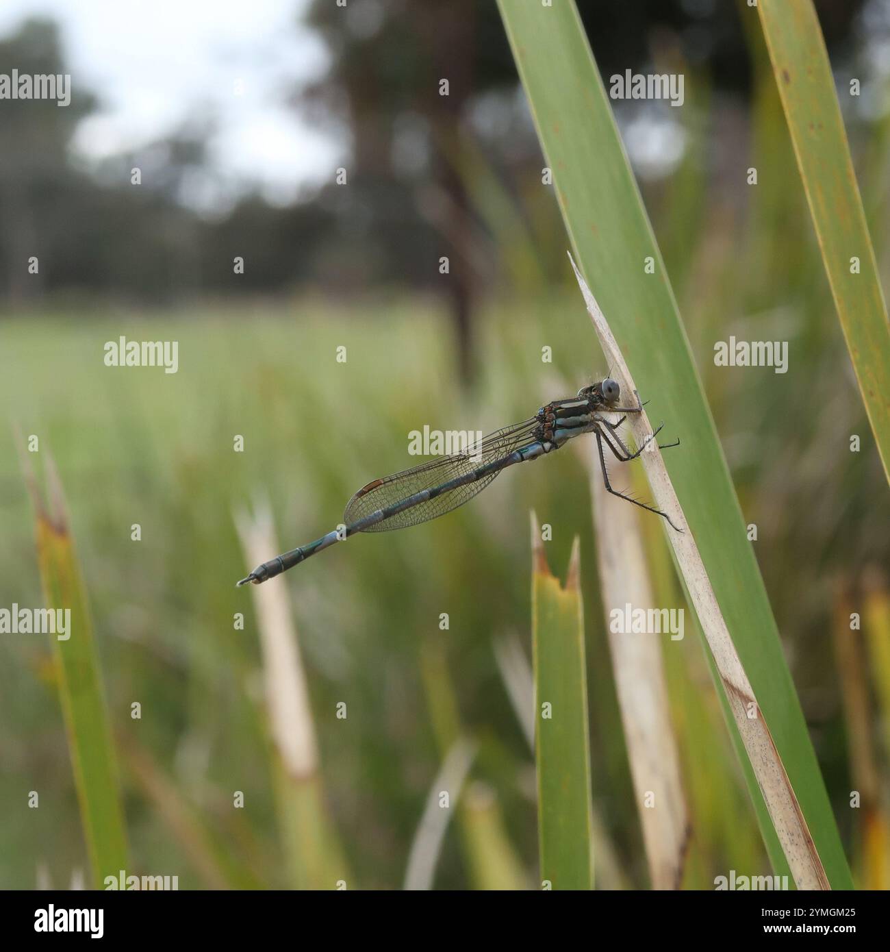 Blue Ringtail (Austrolestes annulosus Stock Photo - Alamy