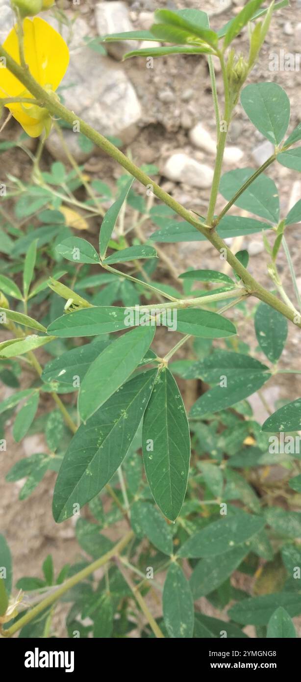 Crotalaria micans hi-res stock photography and images - Alamy