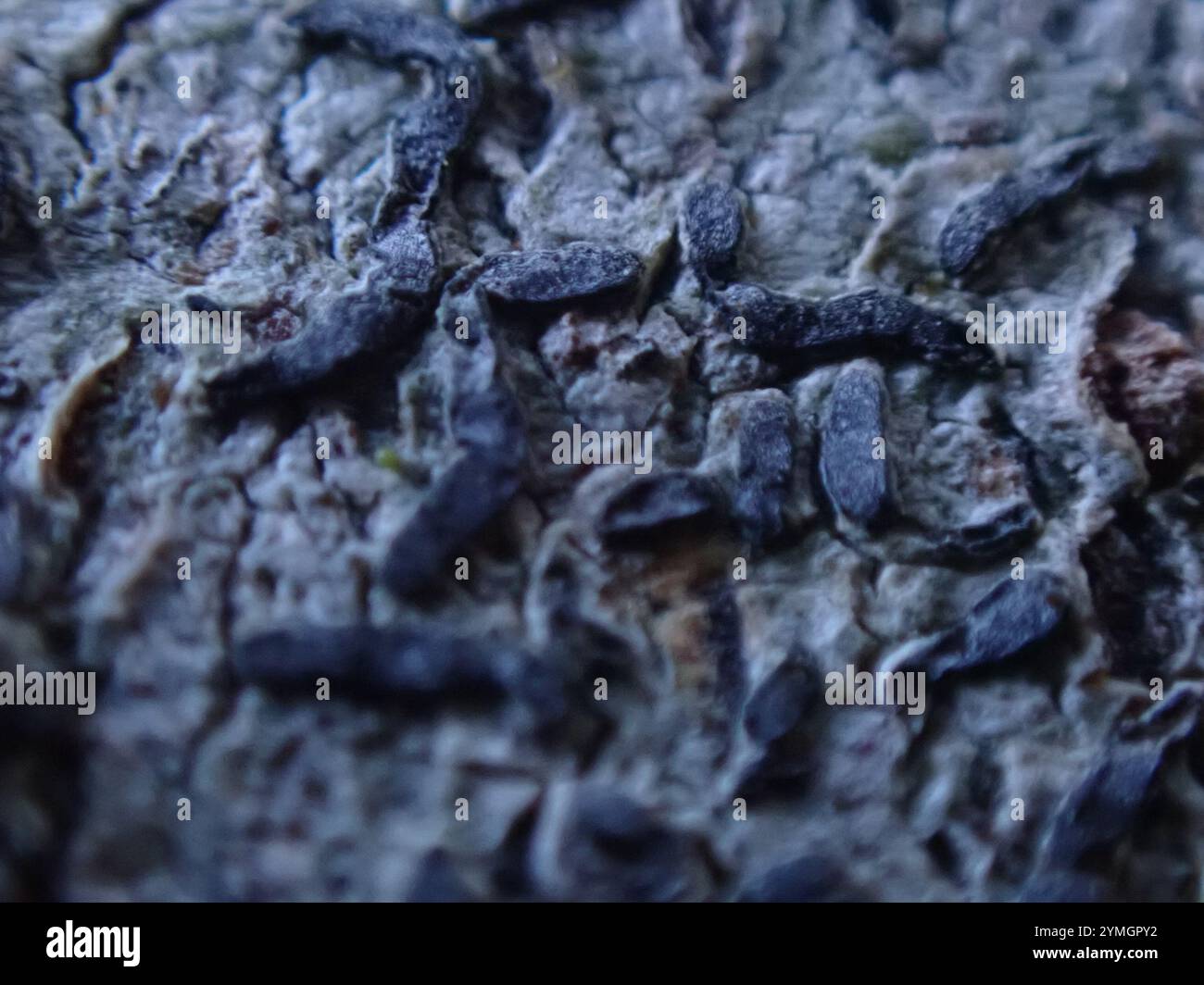 Common Script Lichen (Graphis scripta Stock Photo - Alamy