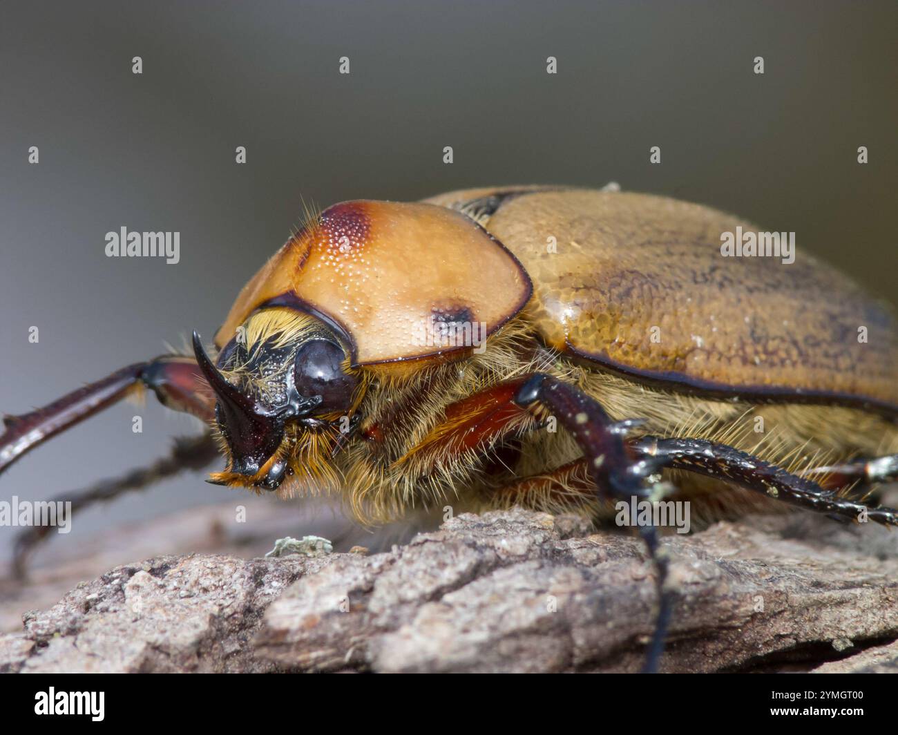 Kgofa Insect Golofa Beetles (Golofa Stock Photo - Alamy