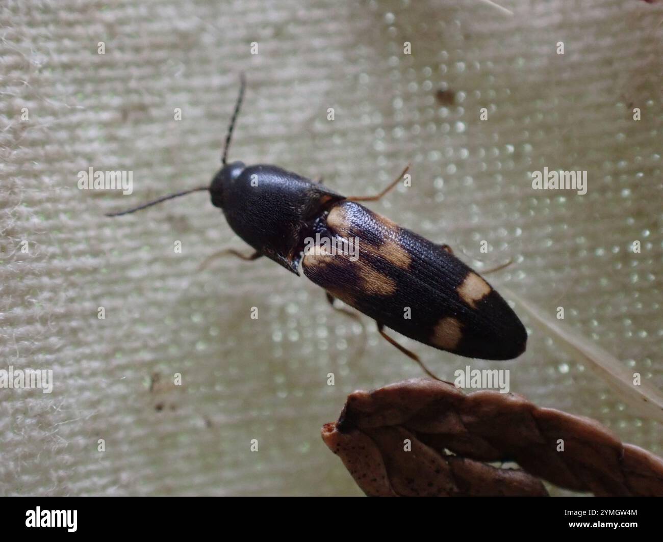 Caprella hi-res stock photography and images - Alamy