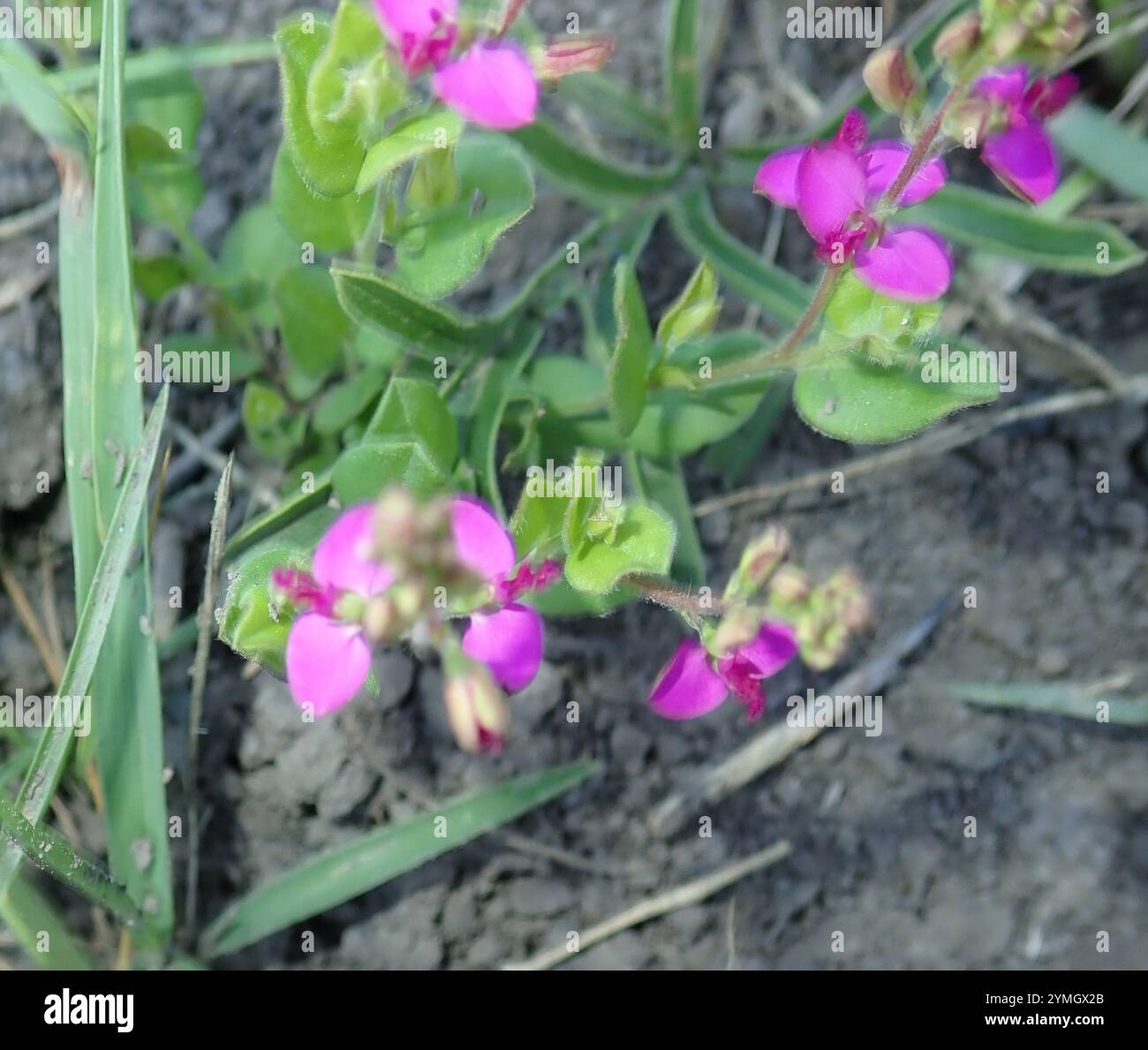 Dwarf Polygala (Polygala amatymbica Stock Photo - Alamy