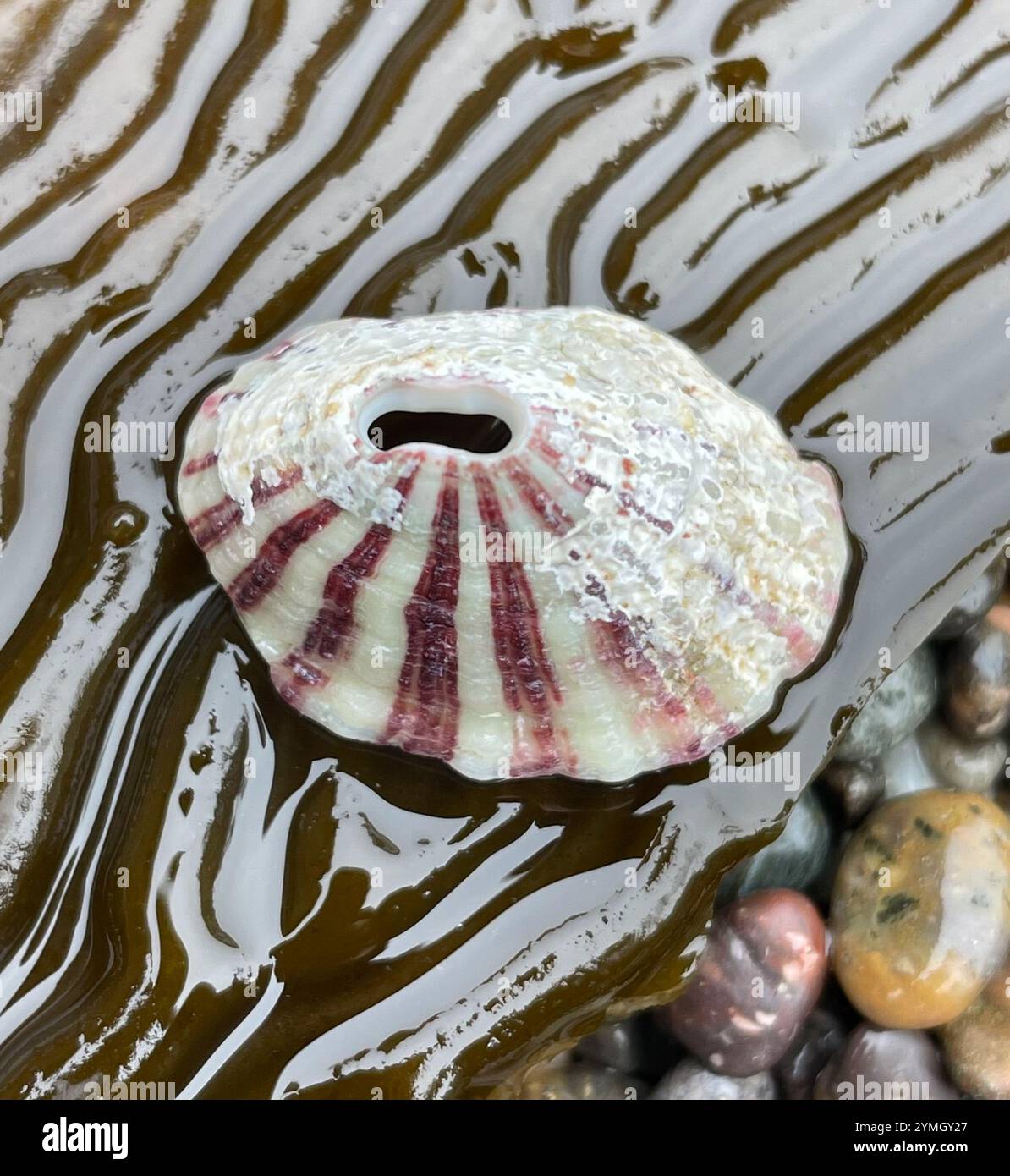 Volcano Keyhole Limpet (Fissurella volcano Stock Photo - Alamy