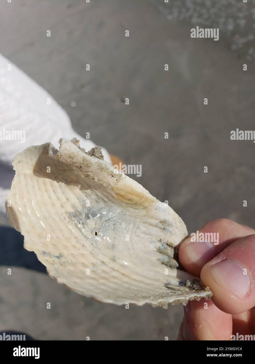 Angel Shell Angelwing (Cyrtopleura costata Stock Photo - Alamy