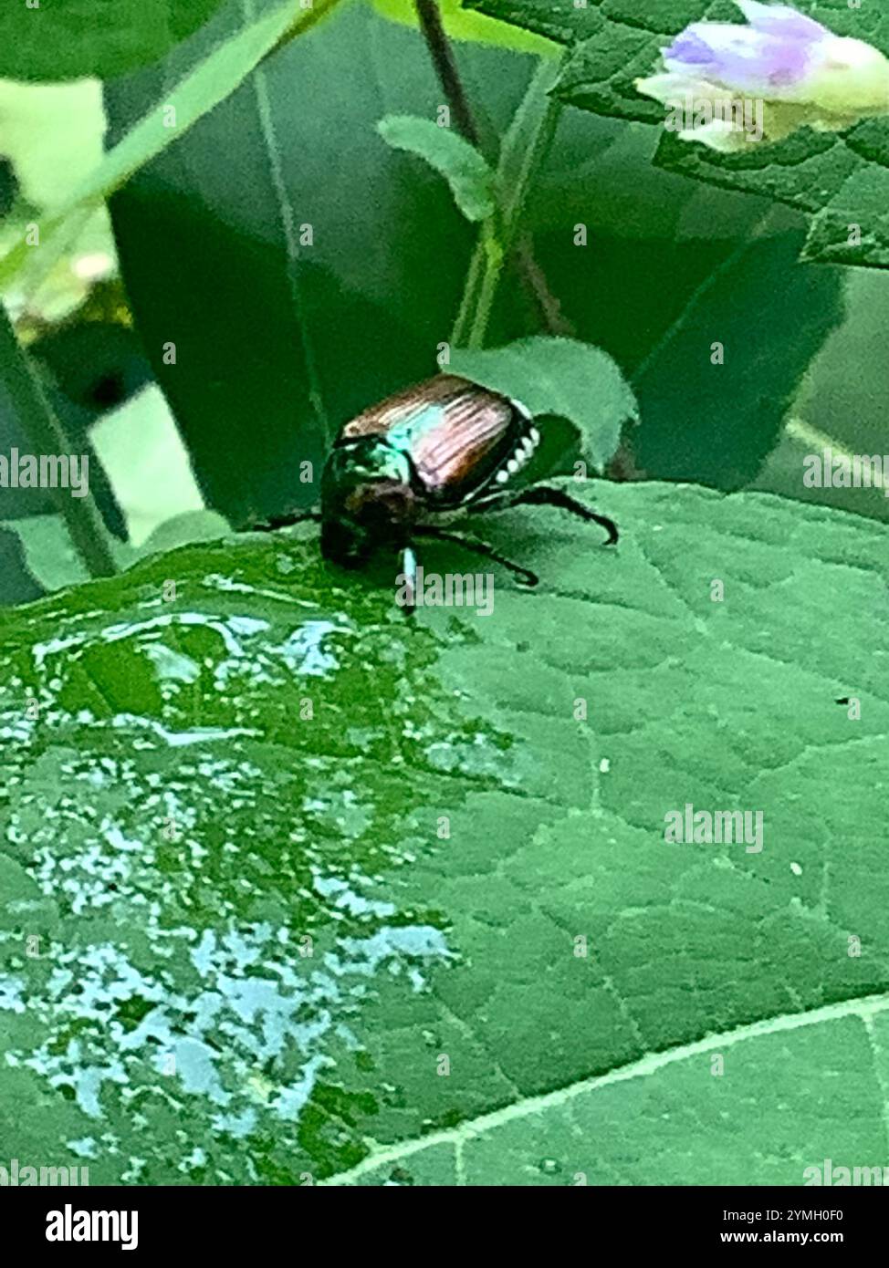 Japanese Beetle (Popillia japonica Stock Photo - Alamy