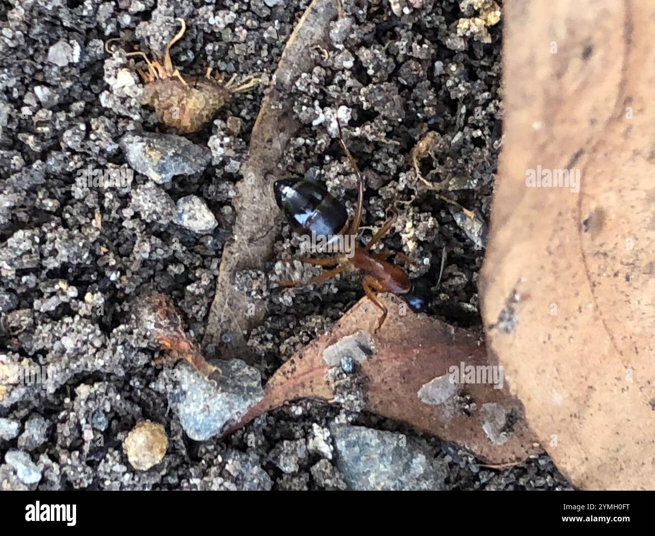 Banded Sugar Ant (Camponotus consobrinus Stock Photo - Alamy
