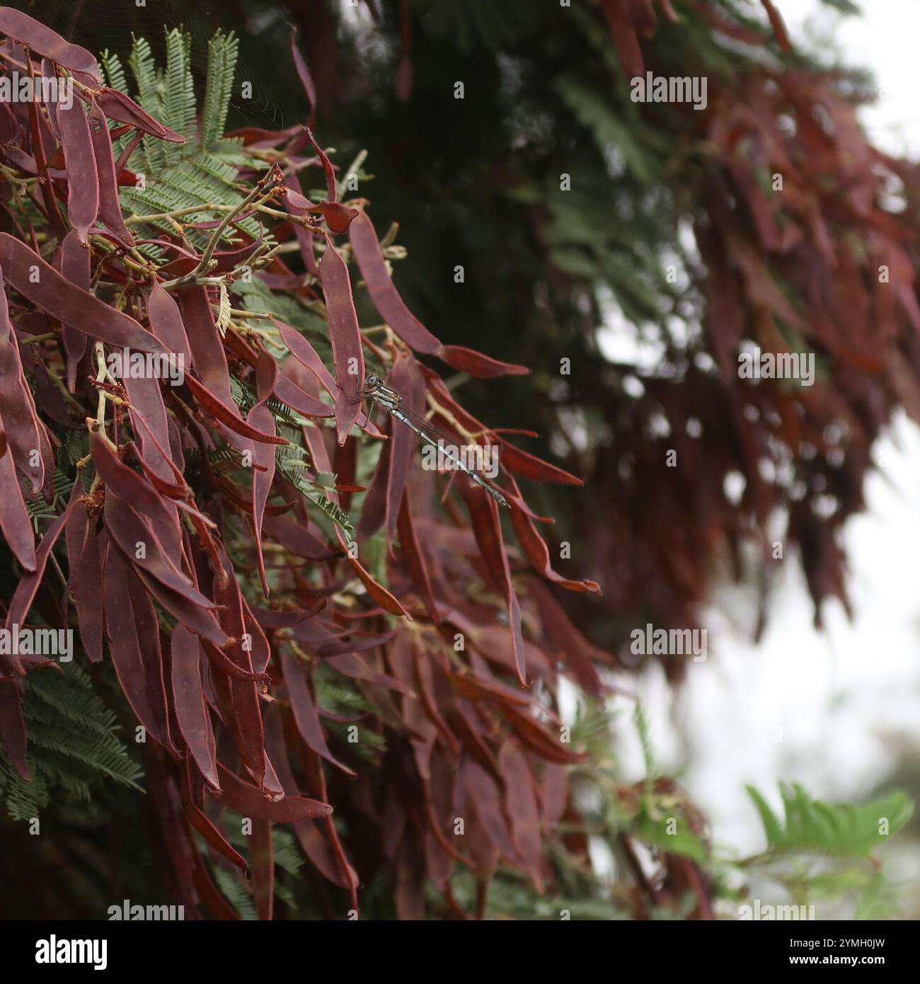 Blue Ringtail (Austrolestes annulosus Stock Photo - Alamy