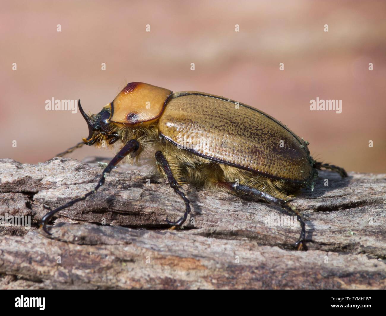 Kgofa Insect Golofa hi-res stock photography and images - Alamy